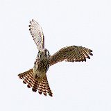12SB7275 Peregrine Falcon